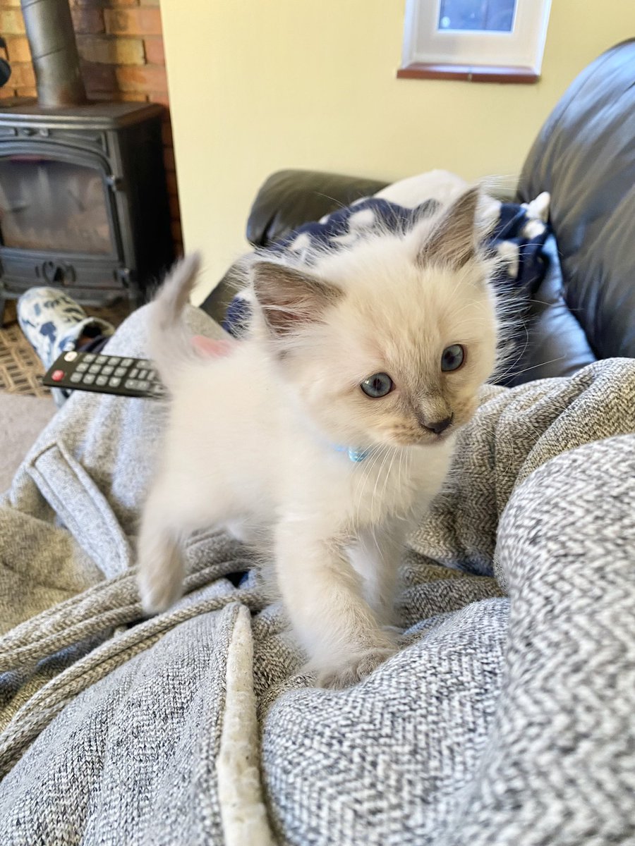 BendyKermit's tweet photo. Twitter, meet Bobby.
Bobby, meet the Twitter. #kitten #ragdoll #8weeksold https://t.co/1V7t1MLEax