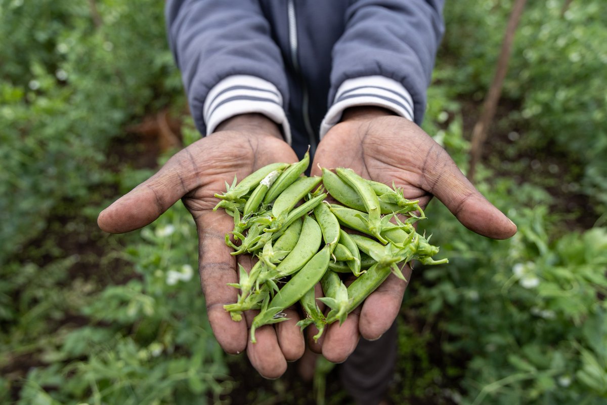 OwekeOjwang's tweet photo. For the last 5-years,we have worked tirelessly in collaboration with other partners to empower farmers in the L. Naivasha basin thru the Green hOrticulture At Lake Naivasha project #GOALAN to produce safe food,boost their income &amp; conserve environment.The impact has been great! https://t.co/WHdpduBEzJ