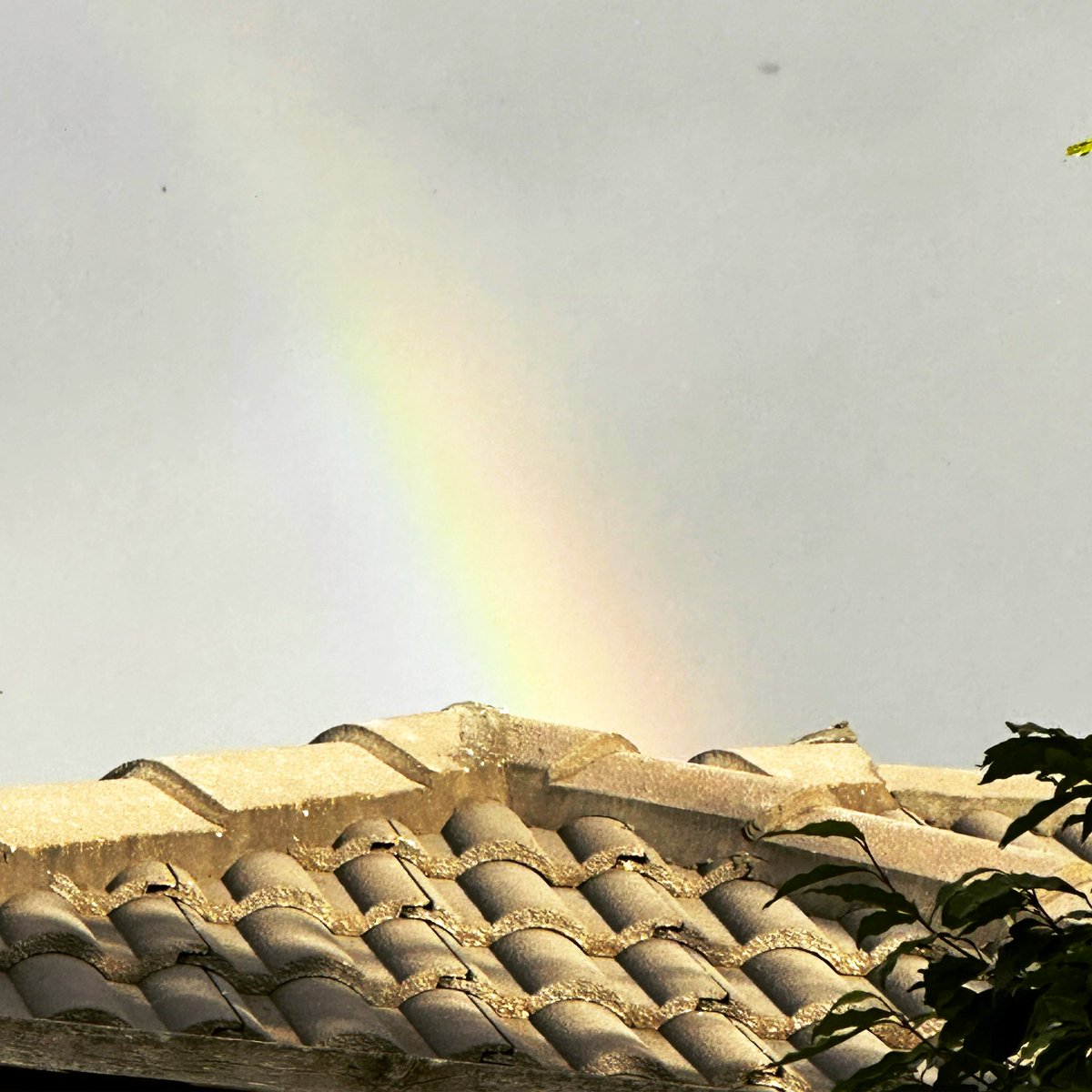 Fallen_Rose_Xo's tweet photo. If you'll pardon the quote stealing "The way I see it, if you want the rainbow, You gotta put up with the rain" #somewhereovertherainbow #rainbow #beautyintheeveryday #smallthingsinlife #alllove https://t.co/FyxDgL8a24