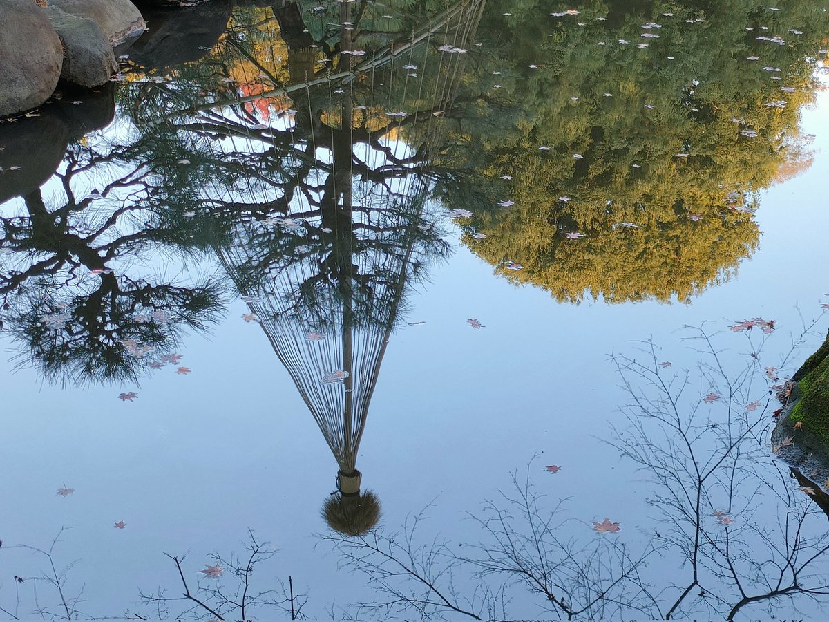 thankyoueveryon's tweet image. 🍁旧古河庭園　
楓恥らむ晩秋の庭