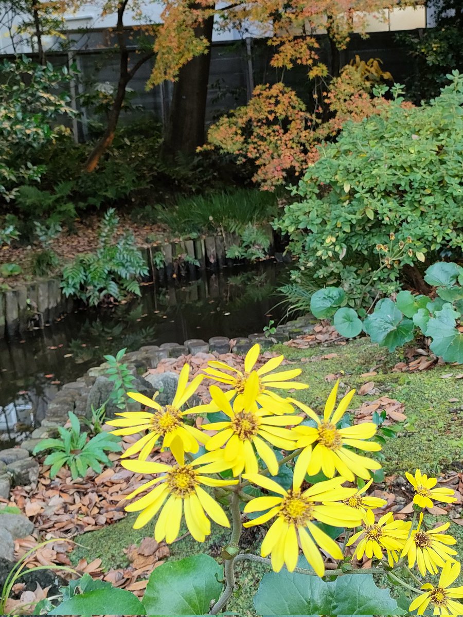 thankyoueveryon's tweet image. 🍁旧古河庭園　
楓恥らむ晩秋の庭