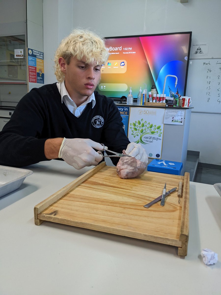 BSAKsports's tweet photo. @BSAKscience providing some superb learning opportunities for our BTEC Sport Students @BSAKsixthform. Heart Dissection today #onlyatbsak https://t.co/cHAZjauGEh