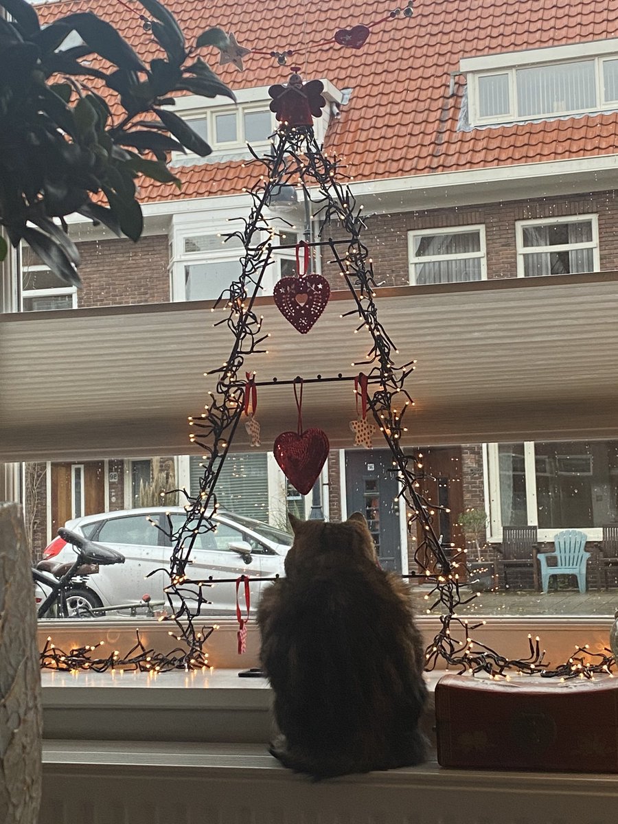 PoesDopde's tweet photo. Mijn mens heeft kerst gemaakt! Ik fin mooi! https://t.co/87G1LBUqqk