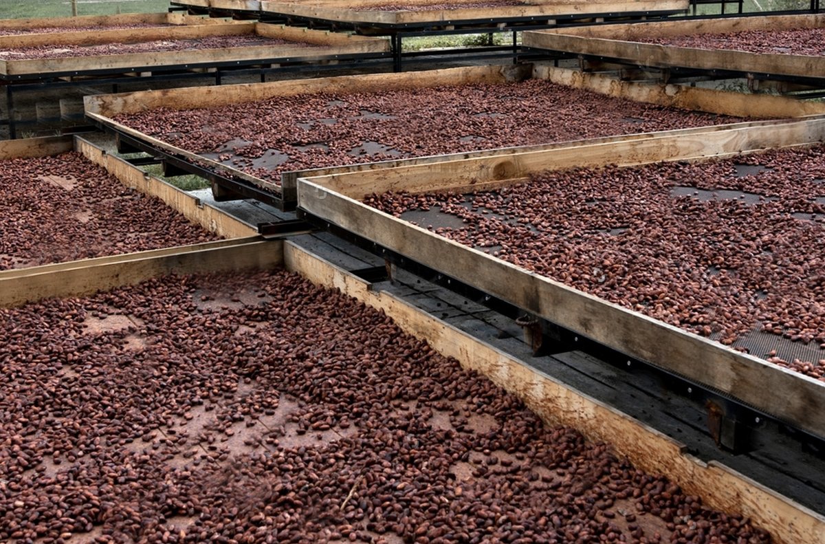 AFRIKOA Chocolate tweet media