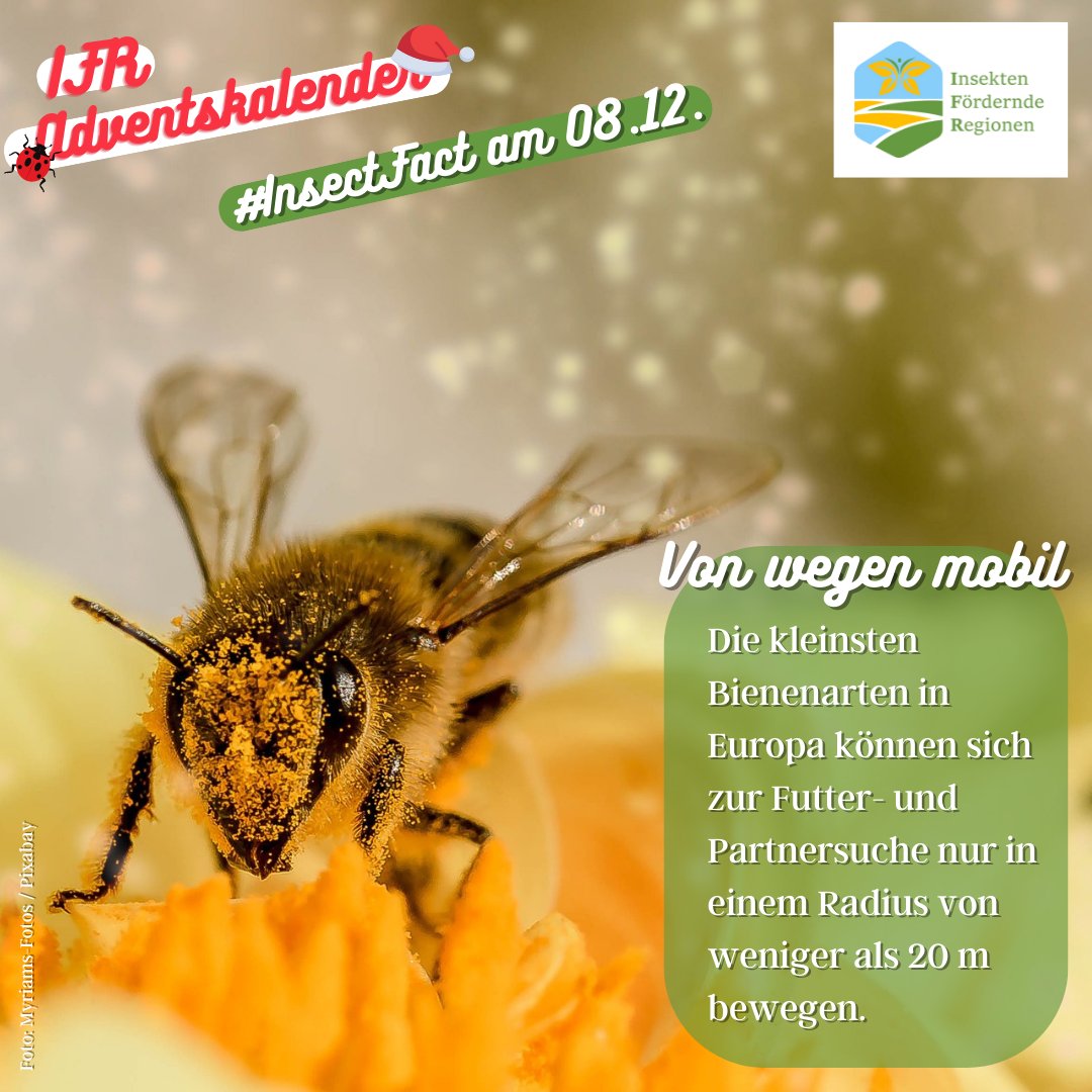LIFE_IFR's tweet photo. https://t.co/TnoPLxnt8L🐞
#Naturschutz #Umweltschutz #Nachhaltigkeit #Biodiversität #Insekten #Bienen #Insektenschutz #Landwirtschaft #IFR #LIFE #InsektenförderndeRegionen #Advent #Adventskalender #InsectFact @LIFEProgramme @baeuerliche @Global_Nature_F @bluehland @NestleGermany https://t.co/P3SaBZdSyN
