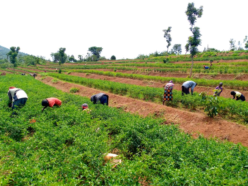 MINAGRI/RAB SPIU WorldBank & KOICA funded projects tweet media