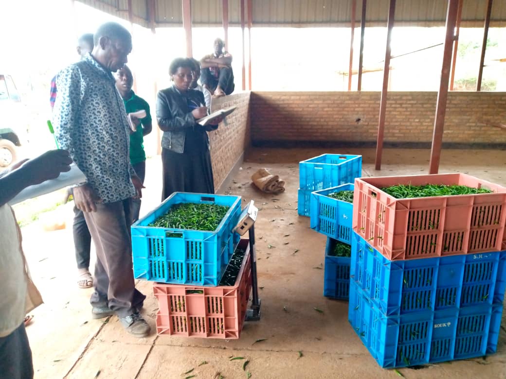 MINAGRI/RAB SPIU WorldBank & KOICA funded projects tweet media