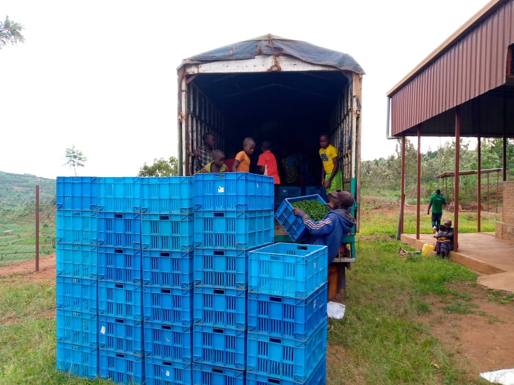 MINAGRI/RAB SPIU WorldBank & KOICA funded projects tweet media