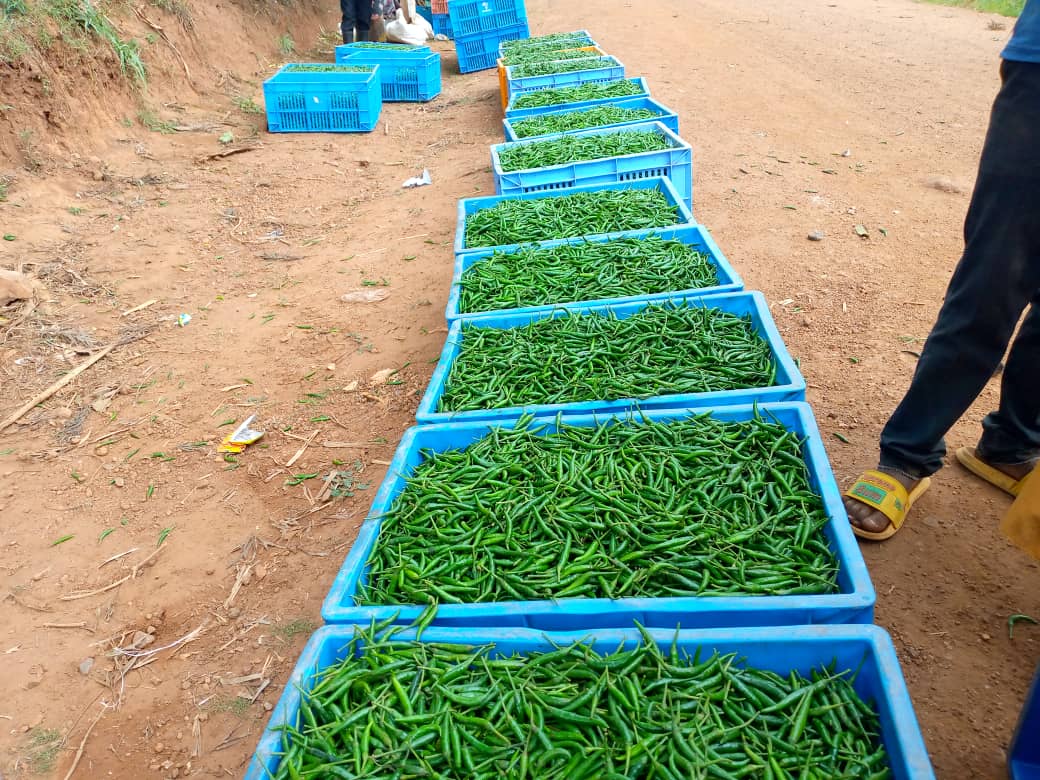 MINAGRI/RAB SPIU WorldBank & KOICA funded projects (@saipcdat) on Twitter photo Cultivation of high value export crops, including chilli pepper, has become a cash cow among smallholder farmers and various agribusiness investors in #SAIP site-<a href="/RwamaganaDistr/">Rwamagana District</a> following the project support especially the construction of hillside irrigation infrastructure. Cultivation of high value export crops, including chilli pepper, has become a cash cow among smallholder farmers and various agribusiness investors in #SAIP site-<a href="/RwamaganaDistr/">Rwamagana District</a> following the project support especially the construction of hillside irrigation infrastructure.