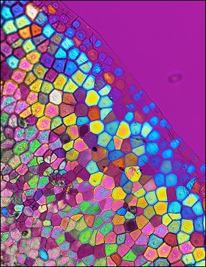 🔦 #SpotlightonScience

A team of scientists have used hard X-rays at ESRF beamline ID15A to help to understand the formation of the pearl oyster shell. 

Read how here: ▶️bit.ly/3W0iot3

<a href="/lightsources/">lightsources.org</a> <a href="/SoM_esrf/">StructureOfMaterials</a>