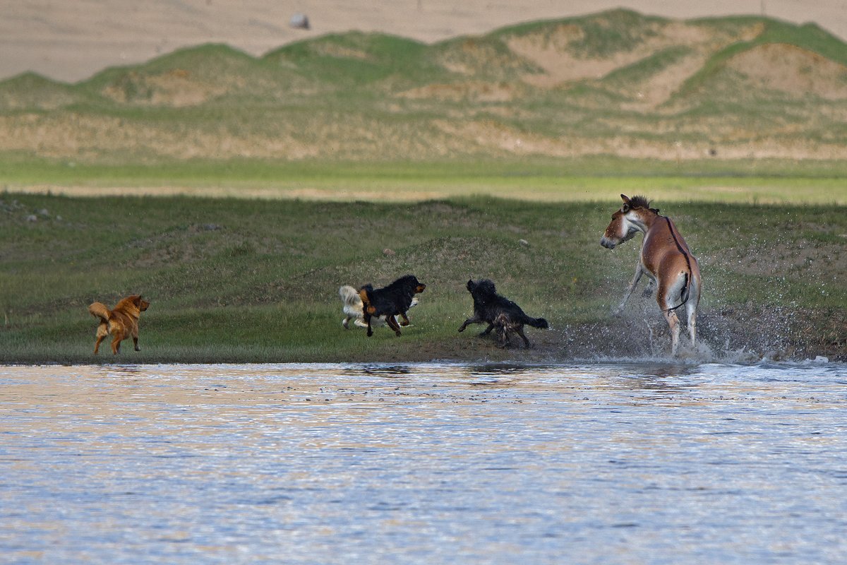 NatureIn_Focus's tweet image. #FromTheArchives:

We bring you a #photofeature to highlight the escalating incidents of feral dog attacks on #wildlife. 

📷 Saurabh Sawant  — A Tibetan Wild #Ass was crossing the river when a pack of feral dogs began barking at it. 

 bit.ly/3UItSAl