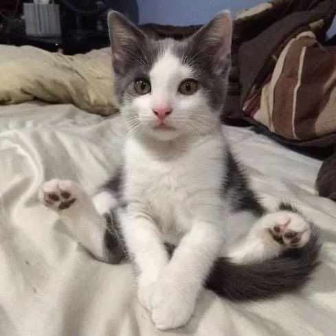 Kittenhwang tweet media