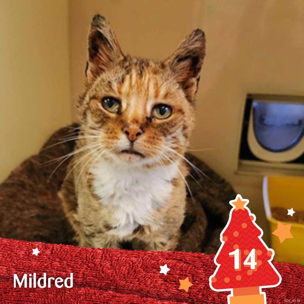 When bedraggled and emaciated Mildred was rescued from the streets, it was clear she was a #MatureMoggy. Imagine our surprise when the vet estimated her age to be around 20 years old! Find out more about caring for elderly cats: bit.ly/14Catvent
#CatventCalendar2022