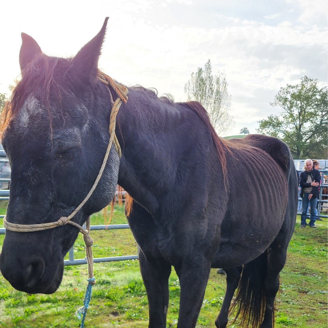FBB_Officiel's tweet photo. 🔴 @MFesneau, votre ministère va-t-il fermer les yeux sur les violences que subissent ces malheureux chevaux ?
Ces foires de la honte enfreignent la loi sur la protection animale, il est temps d’agir ! 👇
https://t.co/lG4N3A1vvF https://t.co/n3GoD1VgmF