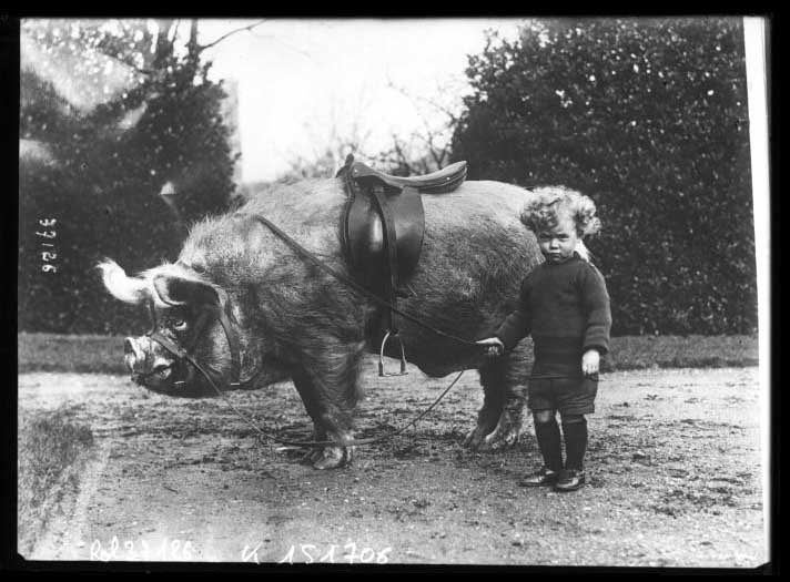 Can I get a “hell yeah” if this is how you used to get to school/church in the wintertime?!