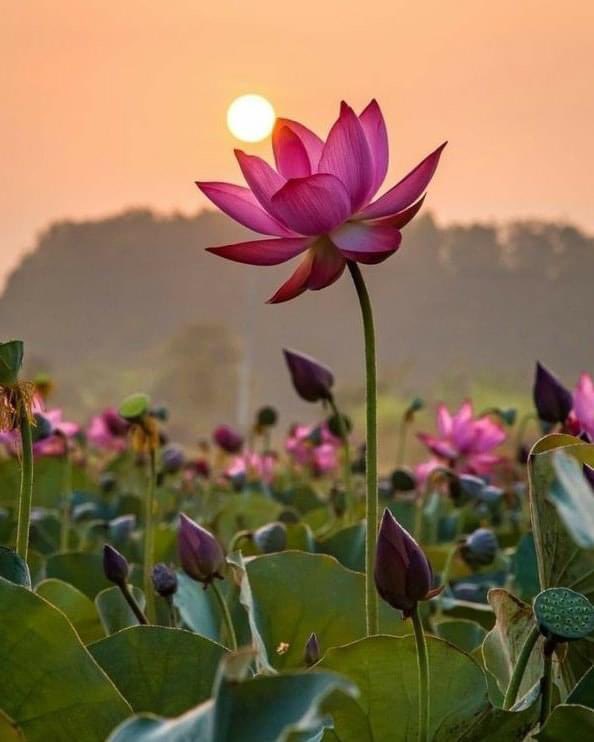jaynarayanydav's tweet photo. "उगता सूरज और खिलता कमल"
 ह���ेशा जनता के दिलों को भाता है ।.

#सात_बार_लगातार_भाजपा_सरकार✌🏻🌷
#Gujrat 
#गुजरातचुनाव2022 
#GujratElection2022 https://t.co/pyLMGYYMj9