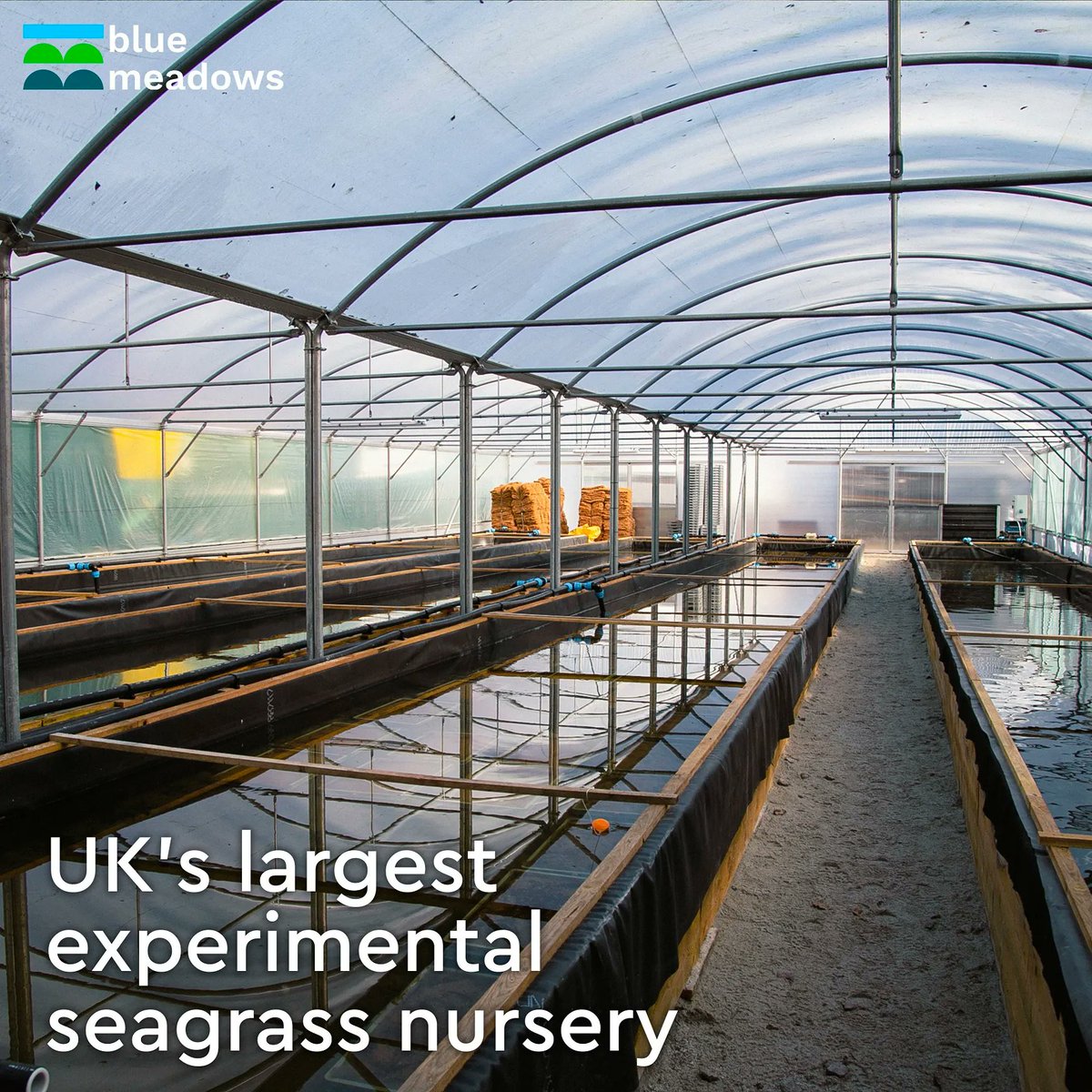 Anchor_Group's tweet photo. We are proud to support the @OceanCTrust's restoration efforts in their #BlueMeadows project by donating 5% of all pre-tax profits from our Ocean Parking division to help them trial new and innovative methods for large scale seagrass restoration.
#CSR #BlueMeadows https://t.co/GuN6sgRotx