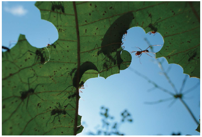 ForestPlots tweet media