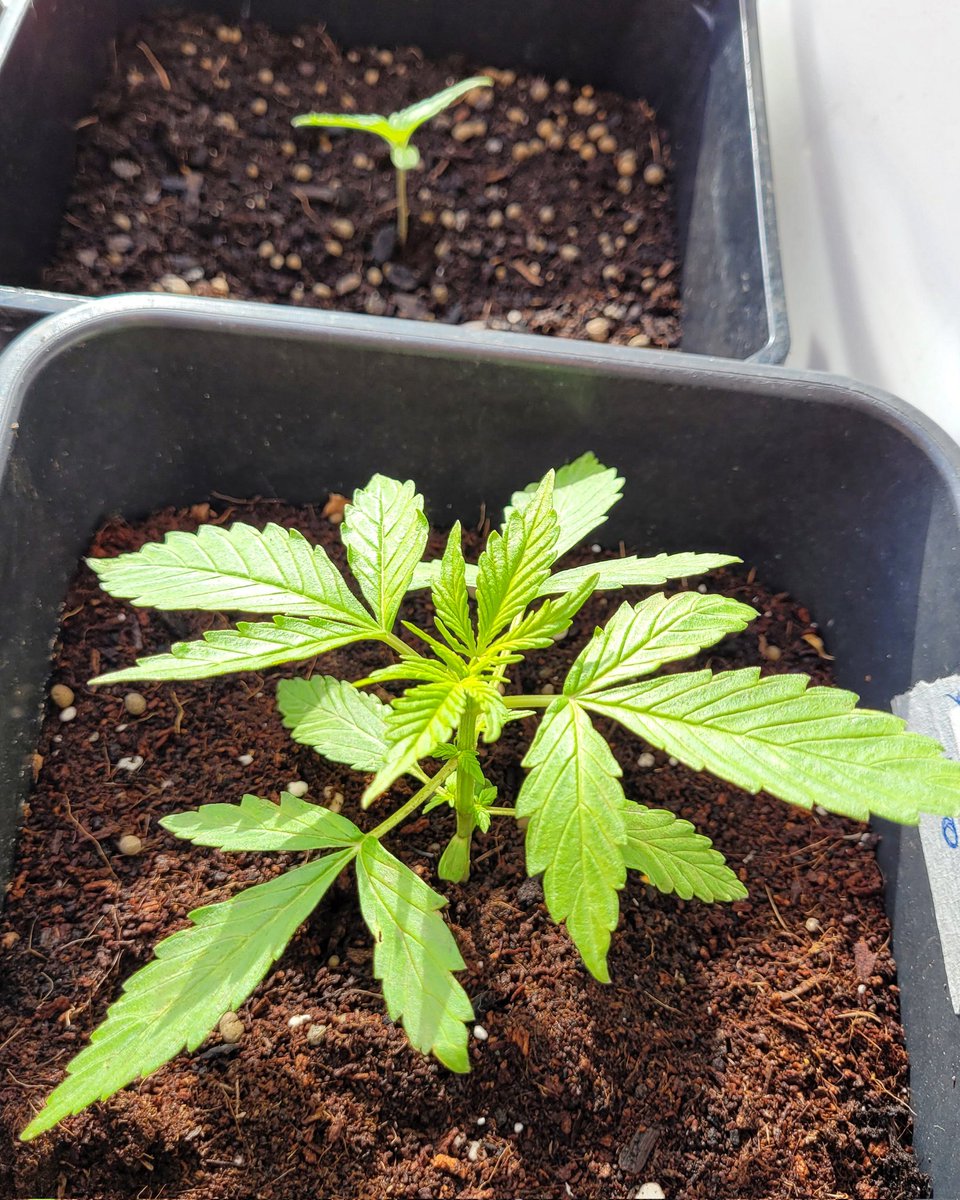 RaulSantos1981's tweet photo. #SomangoAuto y #SunsetSherbet
Dos sustratos diferentes 👨🌾
#SublimeMix by @ProXL_Spain
#HeavyMix by #TopCrop
#CannabisCommunity #cannabis #WeedLovers #weedsmokers https://t.co/FVAxWb09UL