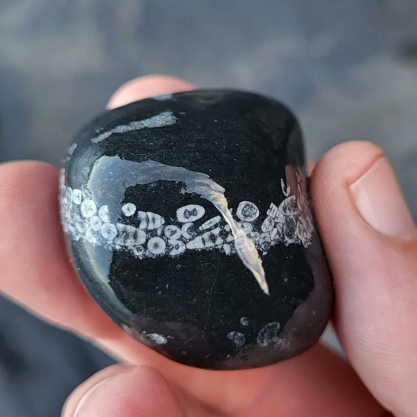 cormac_mcginley's tweet photo. Fossilized Crinoid fragments forming a band around this stormbeach pebble, County Clare, Ireland. https://t.co/2bm0W46l2E