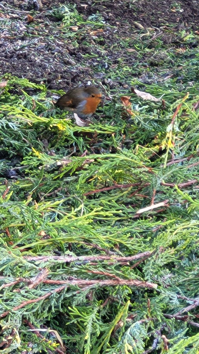 Whenever you disturb the soil at this time of year Mr Robin turns up looking for worms and grubs.