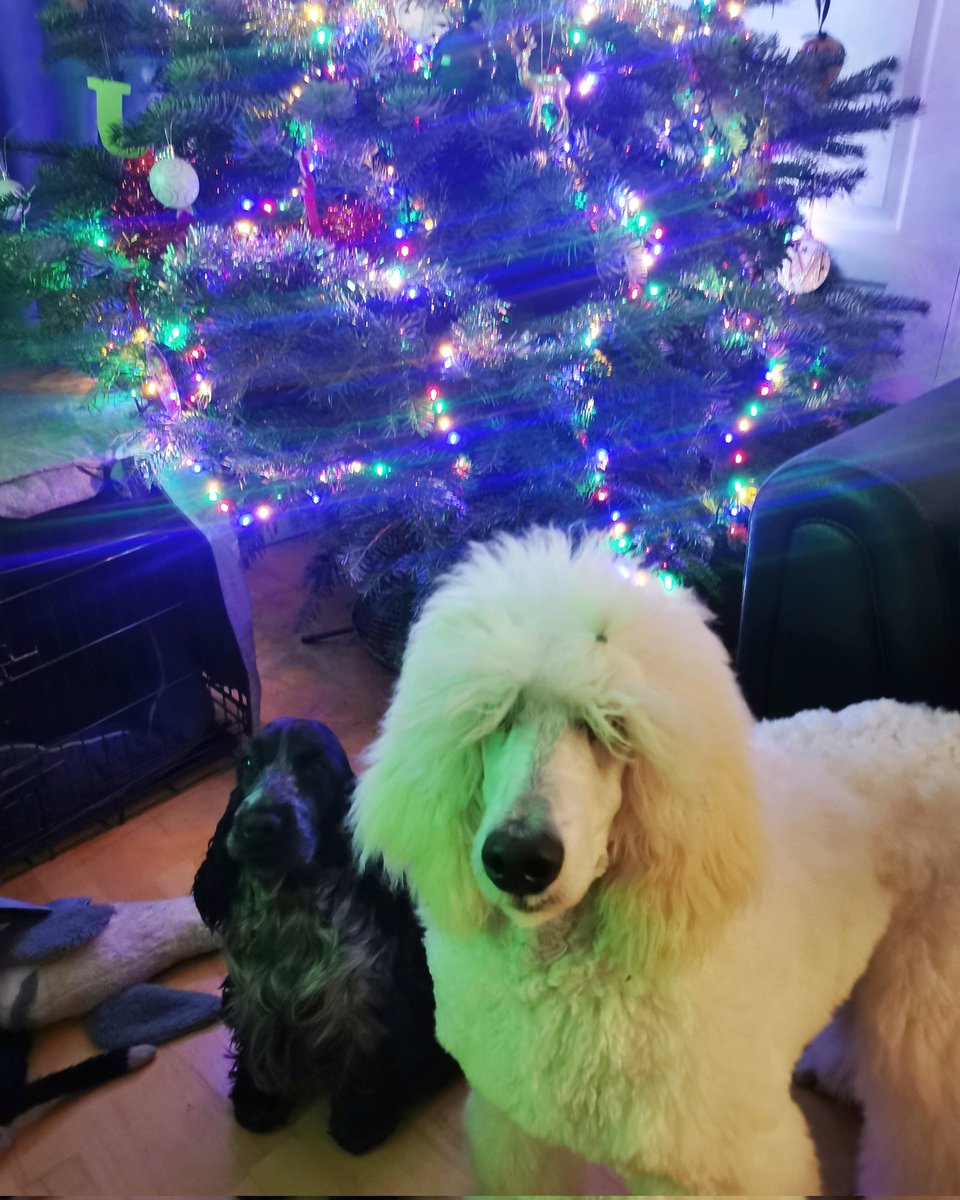 Jess Collins tweet media