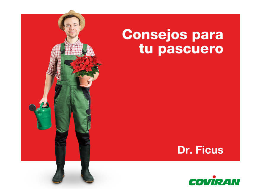Coviran's tweet photo. Se le conoce como Pascuero, Flor de Pascua o Euphorbia Pulcherrima.🌺
Si quieres que esta bonita planta luzca radiante después de Navidad, solo tienes que seguir algunos de nuestros consejos. 👩🌾
#HagamosDeLaVidaAlgoMejor #Flor #Pascuero #navidad https://t.co/WsbYL7ff01