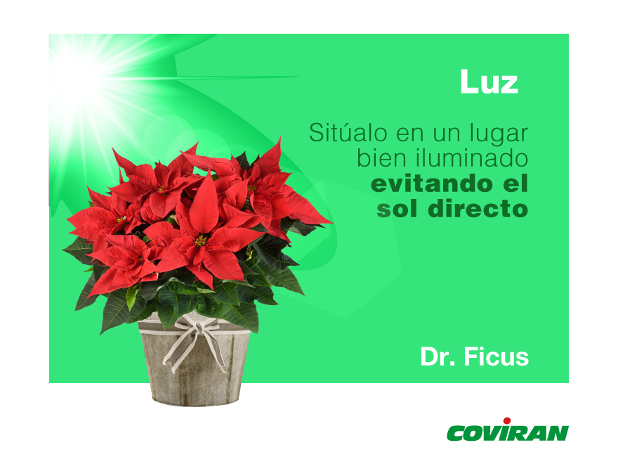 Coviran's tweet photo. Se le conoce como Pascuero, Flor de Pascua o Euphorbia Pulcherrima.🌺
Si quieres que esta bonita planta luzca radiante después de Navidad, solo tienes que seguir algunos de nuestros consejos. 👩🌾
#HagamosDeLaVidaAlgoMejor #Flor #Pascuero #navidad https://t.co/WsbYL7ff01