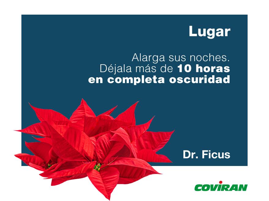 Coviran's tweet photo. Se le conoce como Pascuero, Flor de Pascua o Euphorbia Pulcherrima.🌺
Si quieres que esta bonita planta luzca radiante después de Navidad, solo tienes que seguir algunos de nuestros consejos. 👩🌾
#HagamosDeLaVidaAlgoMejor #Flor #Pascuero #navidad https://t.co/WsbYL7ff01
