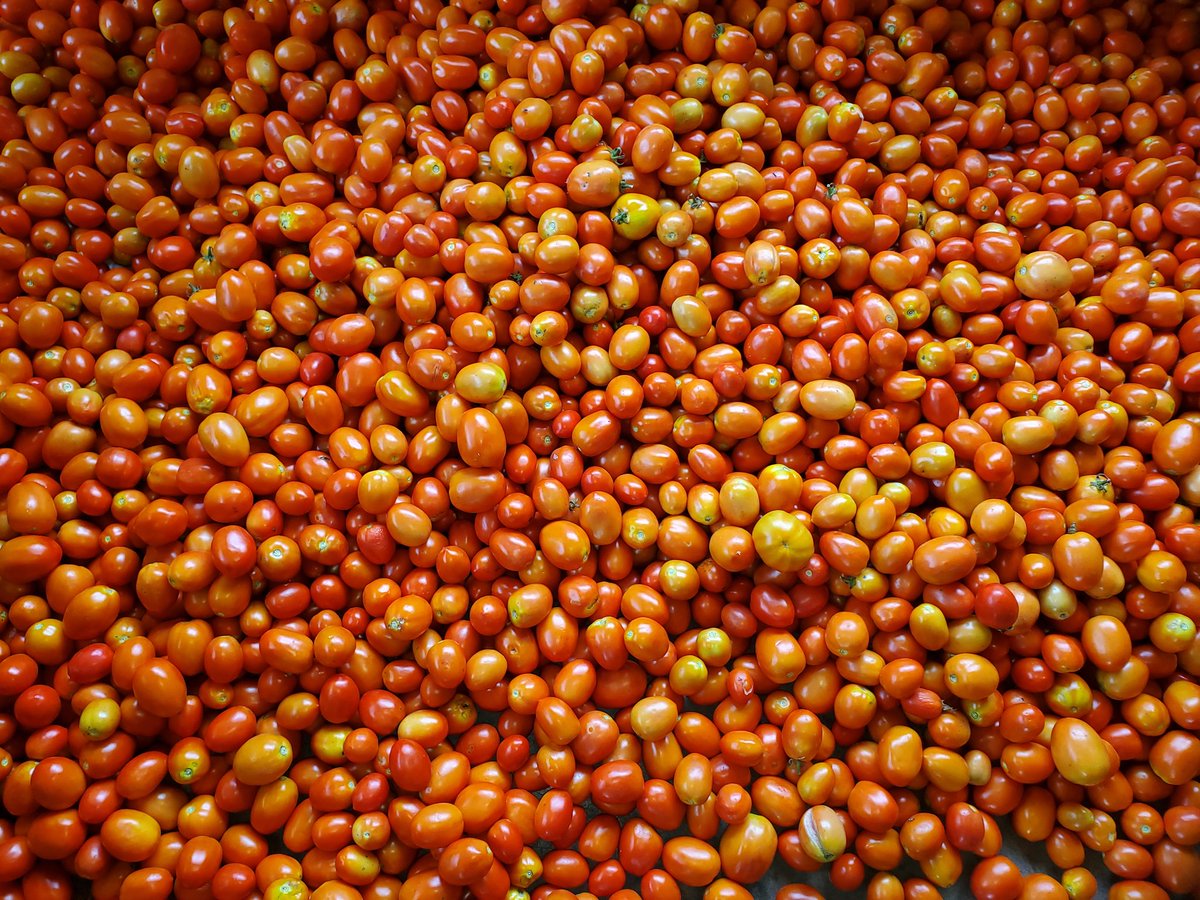 Fineboyfarmer's tweet photo. It is not just enough to eat, but eating healthy produce is key to staying healthy.

freshly harvested tomatoes for sale, good taste, good shelflife, hard fruit and a lot more. 😋 https://t.co/hCxyIelAtz