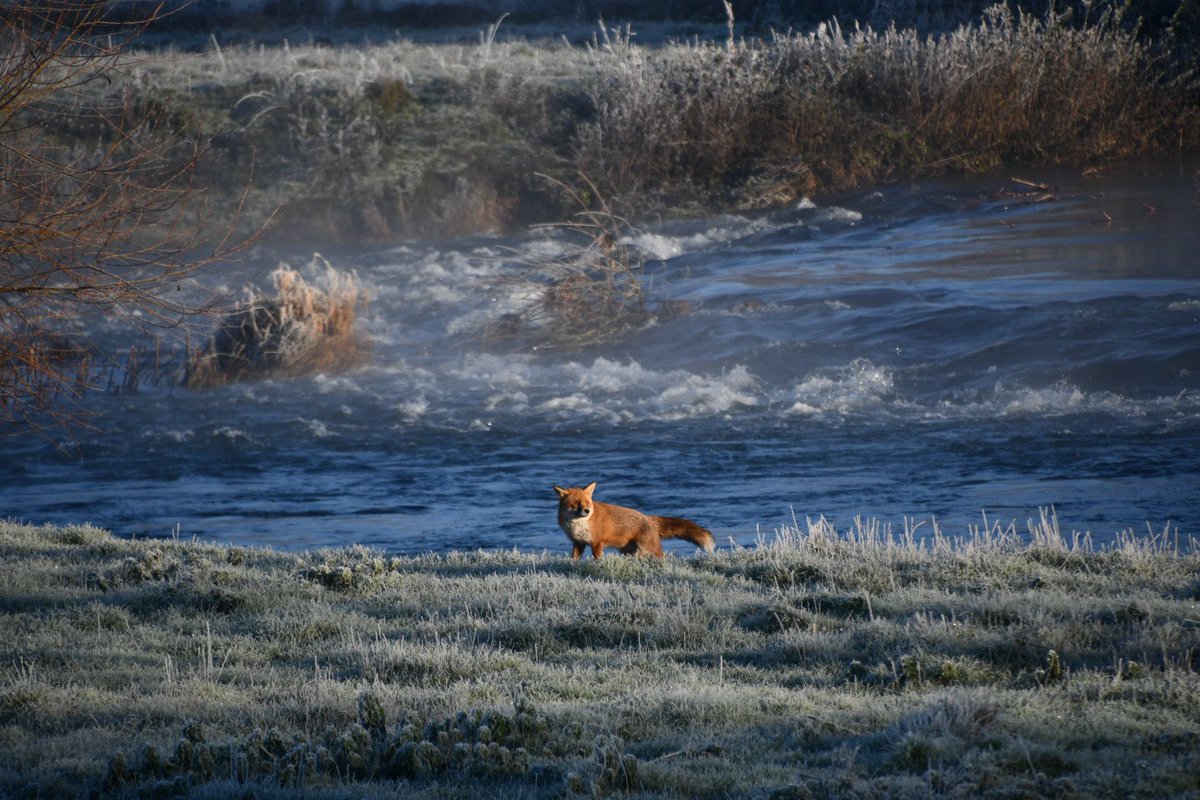 craigstokes1981's tweet photo. @PhilippaDrewITV pic taken this morning from our frosty garden… https://t.co/eguh25tQtv