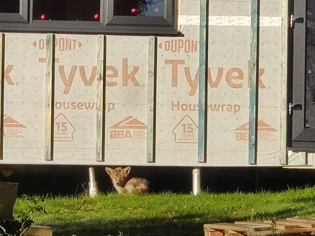 RC2014Towers's tweet photo. Office Fox is warming up in the winter sun. https://t.co/3TPJ33gAzP