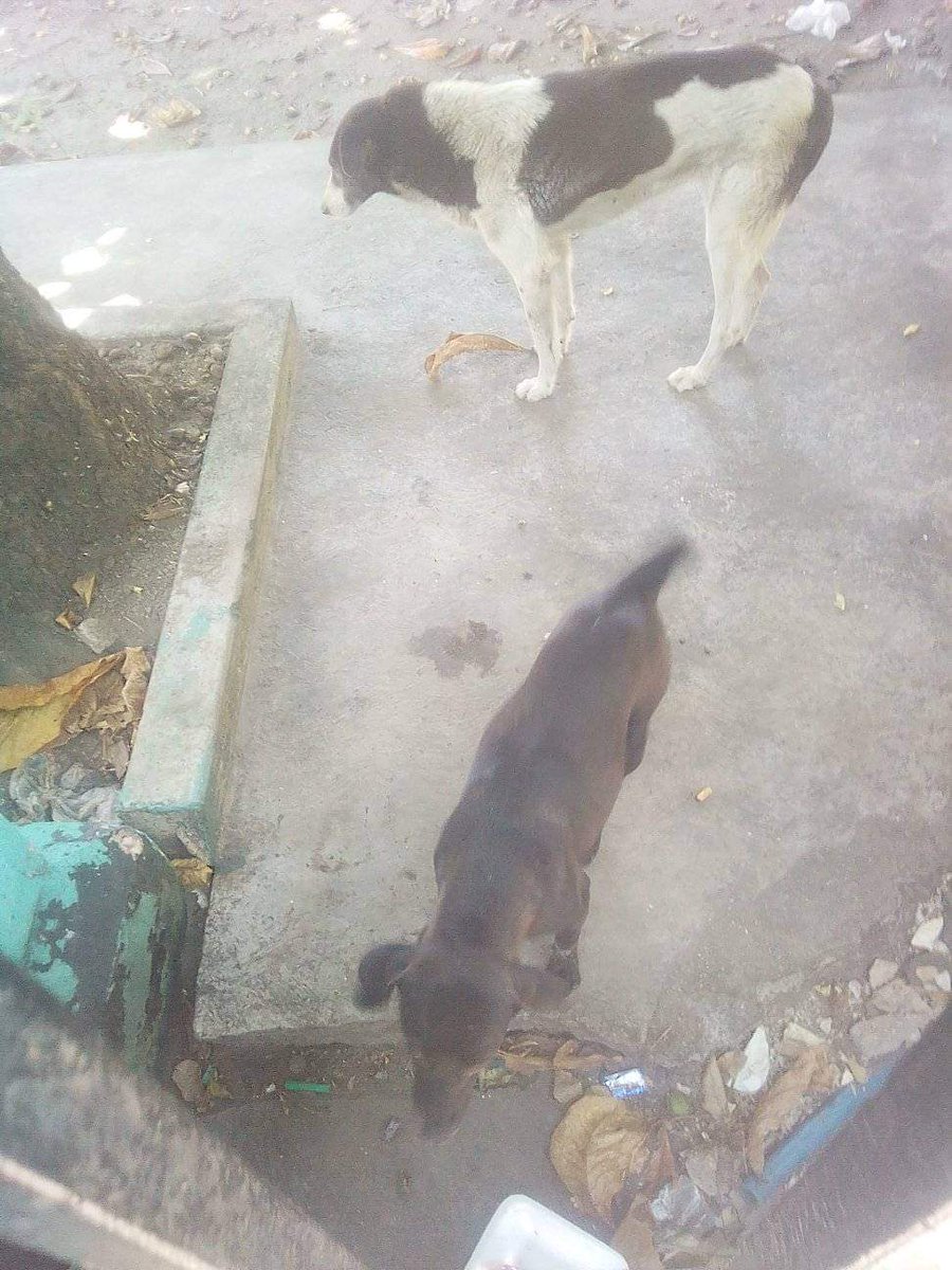 URGE #AYUDA RT <a href="/volknsoni/">Sonia Volkn</a>: <a href="/C_NevadoAraguaL/">C.NevadoLibertadorA</a> <a href="/SomosNevado/">MisiónNevadoVzla</a> <a href="/fundaabad/">FundacionAbad</a>  Por favor los perritos del Cementerio de Mcay Sta Rosa, vuelvo a publicar, el grande se ve enfermito no quiere comer llora mucho, solo quieren salir de allí. Alguien q los ayude