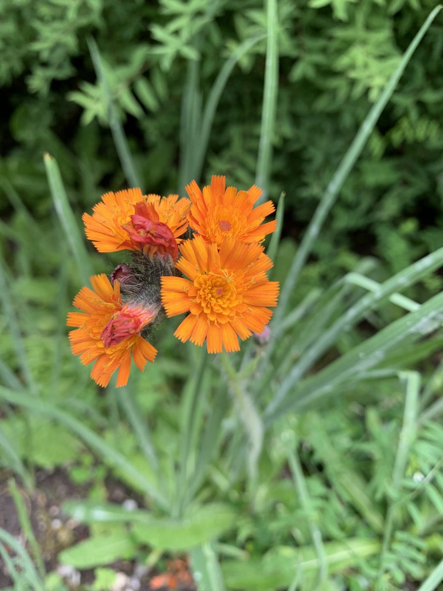 WeerkampJos's tweet photo. #Foto_Adventskalender Dag 8 Thema #KruidenEnSpecerijen ⁦@josephiensierag⁩                     Nog voor wat #kruid uit de tuin                                      #Bieslook #GewoonBarbarakruid #Fluitenkruid #Muskuskaasjeskruid https://t.co/Puk2xg7Tr2