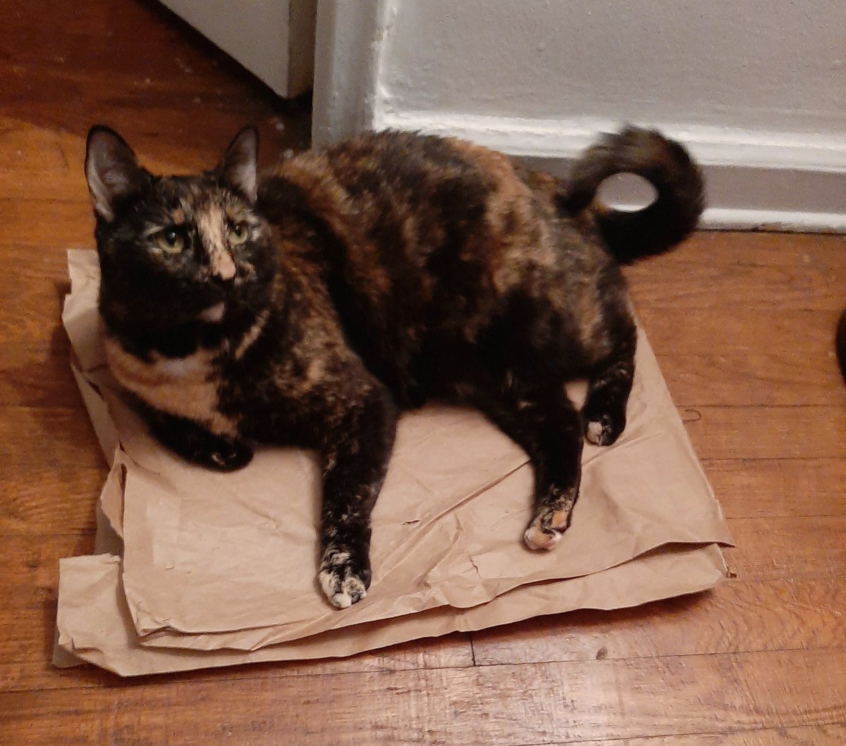 Watch the doughnut not the hole🍩
#Tortie #Tortiecat #Toebeans #CatsOfTwitter #CatsOnTwitter #CuteCats #Kitty #CrinklePaper