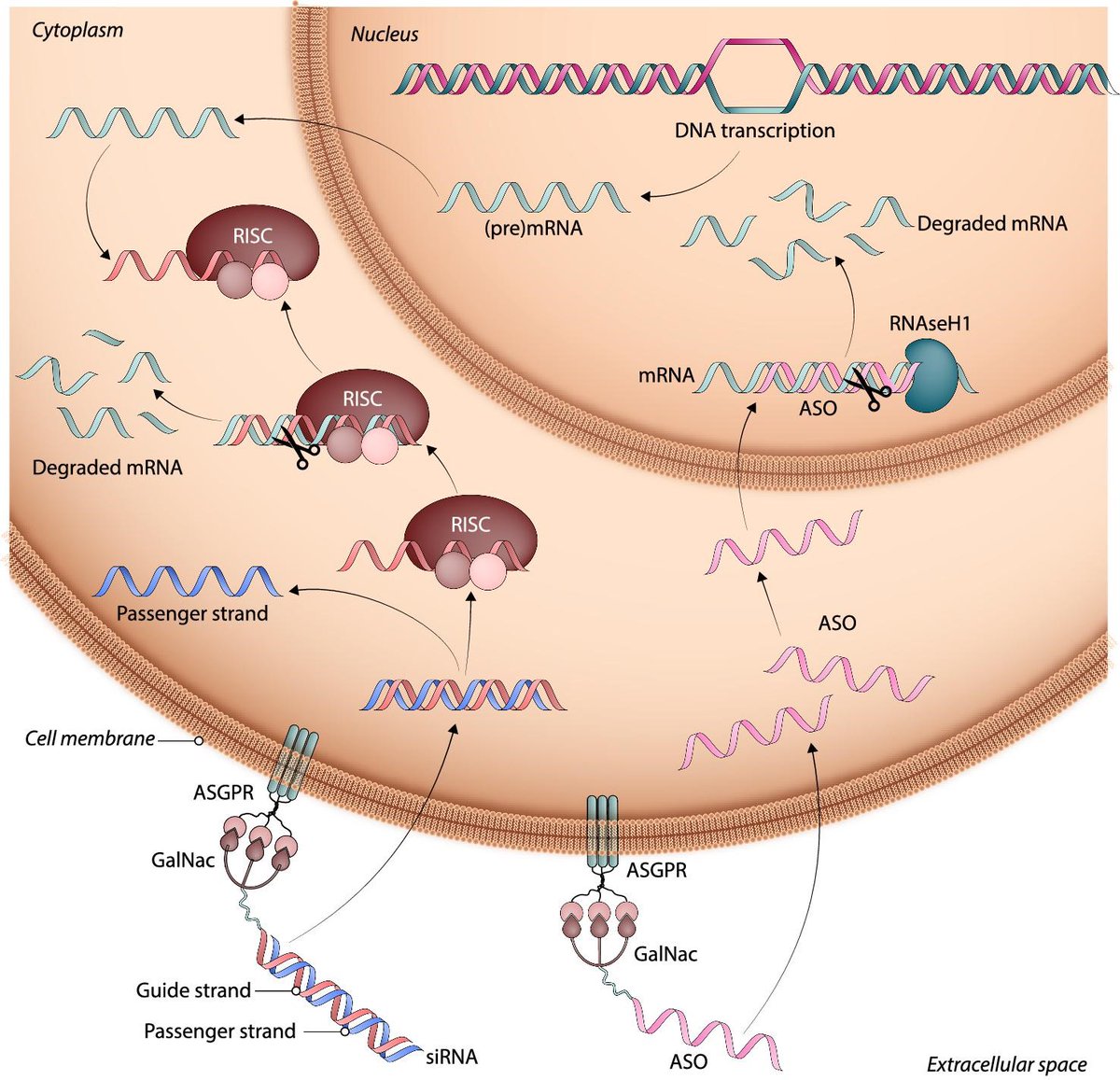 Konstantin Krychtiuk (@krychtiukmd) on Twitter photo RNA-targeted therapeutics in CVD: the time is now!
We tried to provide an update on several exciting developments in the field of RNA-targeted therapeutics in CVD - focus on lipids, anticoagulation, TTR amyloidosis and hypertension. #siRNA #ASO
academic.oup.com/ehjcvp/advance… RNA-targeted therapeutics in CVD: the time is now!
We tried to provide an update on several exciting developments in the field of RNA-targeted therapeutics in CVD - focus on lipids, anticoagulation, TTR amyloidosis and hypertension. #siRNA #ASO
academic.oup.com/ehjcvp/advance…