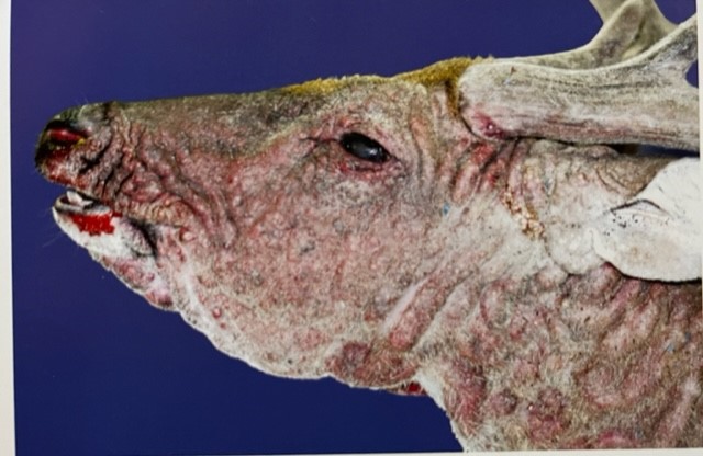 MSUDeerLab tweet media