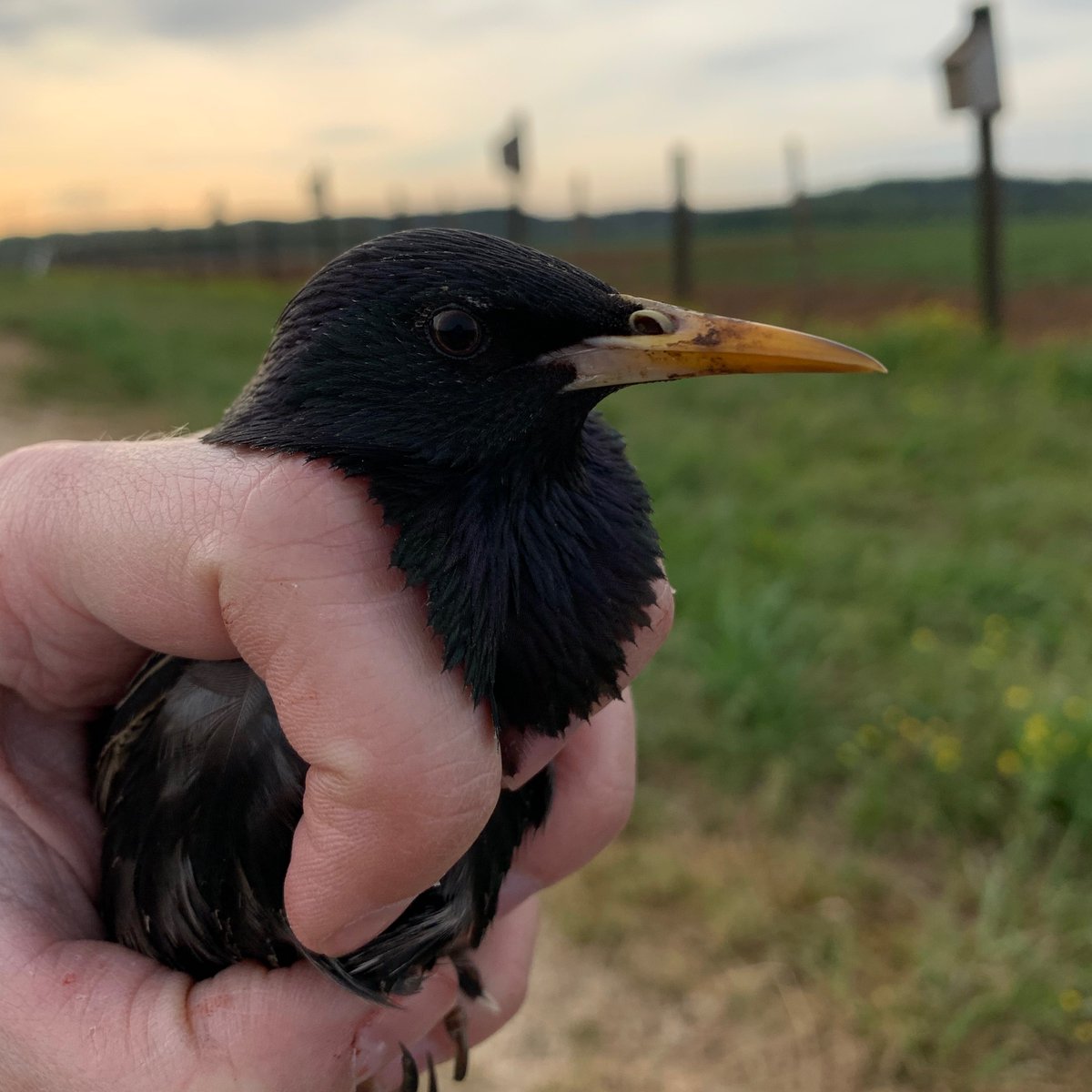 sci_sgp's tweet photo. I'm looking for a Field Research Coordinator to work on our urban starling project in metro-Atlanta! If you have experience with avian fieldwork and are available Feb-July I would love to hear from you! Pay is $20-$30/hr with benefits. Details: https://t.co/LBK9YkCAYH https://t.co/WMuX1mXiLG