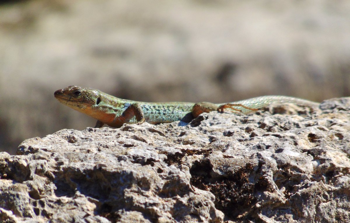 arrivedeh's tweet photo. A change up from birds. An eastern Peloponnese wall lizard at Ancient Olympia.
#reptiles #lizard #walllizard #naturephoto https://t.co/KIPO5b4xcb
