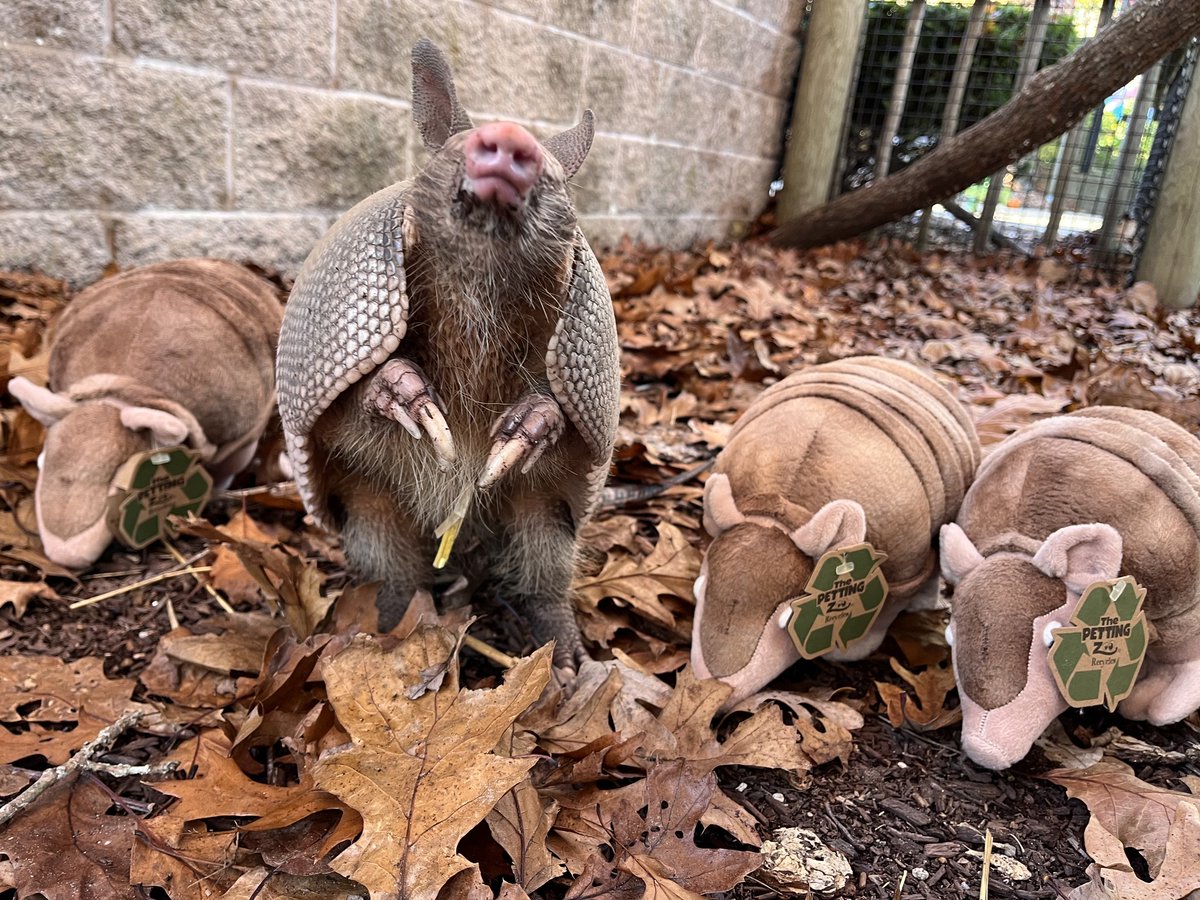 Attention Members! Grab those last minute gifts at the Northwoods Gift Store for the animal-lover in your life. If you spend $75* from Saturday, December 10th through Saturday, December 24th, you will receive a FREE ride punch card 🚂 ($25 value)! 
*Sale items do not apply.