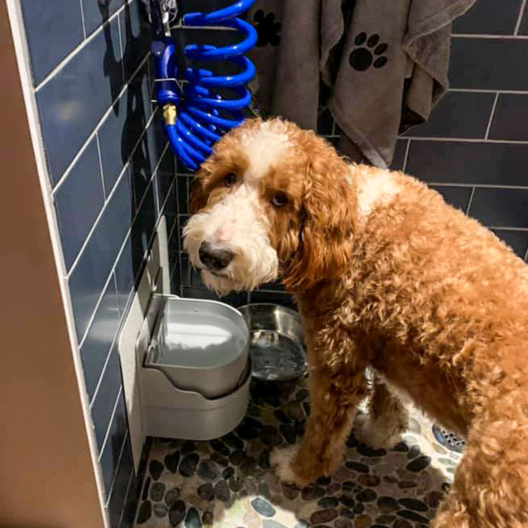Never Let Your Dog or Cat Go Thirsty Again with Perpetual Well, the World’s First Automatic, Self-Filling &amp; Self-Draining Pet Water Bowl!
Learn More at perpetualwell.com
#dog #dogs #doggy #doghealth #doglovers #dogcare #rescuedogs #dogoftheday #doglife #doggo