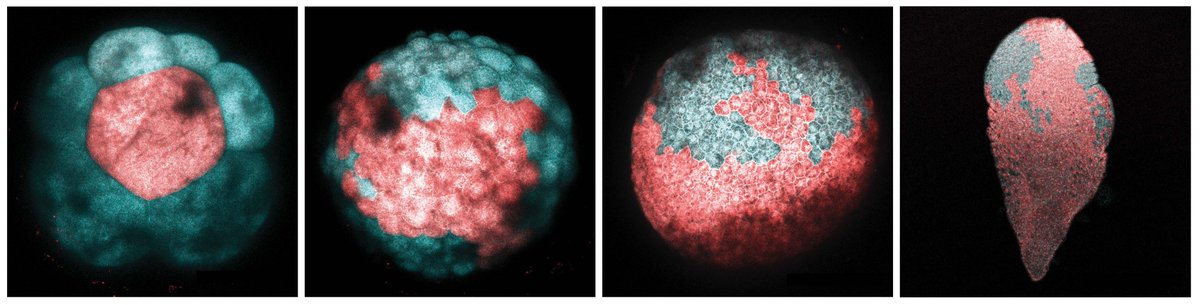 acoel_hofstenia's tweet photo. By systematically photoconverting each cell of the early embryo, we obtained a fate map. For example, check out how this one cell of the 8-cell stage embryo ends up making the epidermis of the hatched worm. #fatemap #lineagetracing https://t.co/cSjSbFkHdy