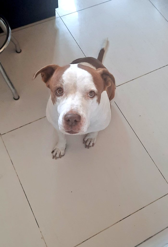 _Arleth17's tweet photo. Buenos días!!! 🐕 🐶 🐩 🐕‍🦺 🦮 🐕

Soy una pitbull hermosa y consentida💝 https://t.co/pwL1opH0aG