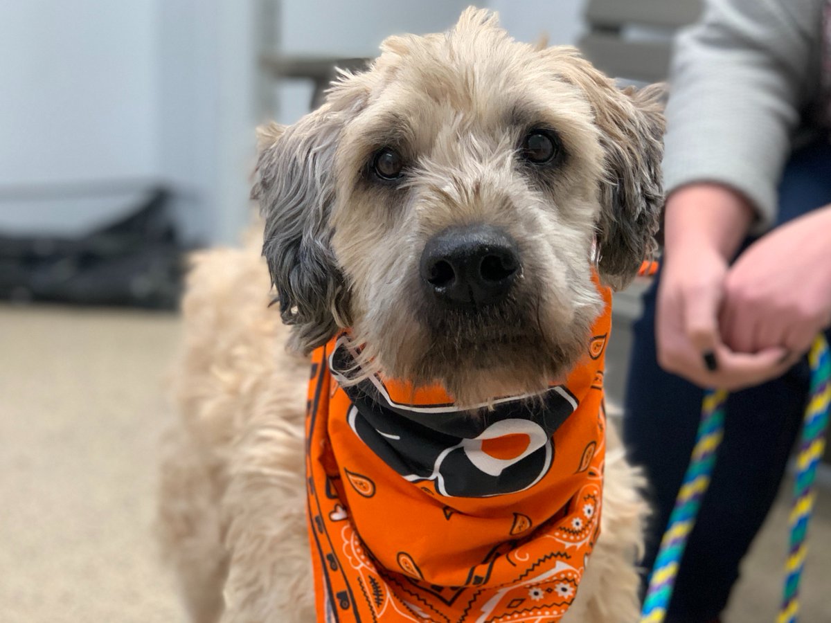 This week’s pup is Dunkin! Dunkin is a wonderful older pup who loves play, toys, and treats! He came into the shelter matted, but now he’s all fixed up and ready to find his “furever” family. 
 
Check out more Dunkin and Hockey &amp; Hounds here: nhl.com/flyers/communi…