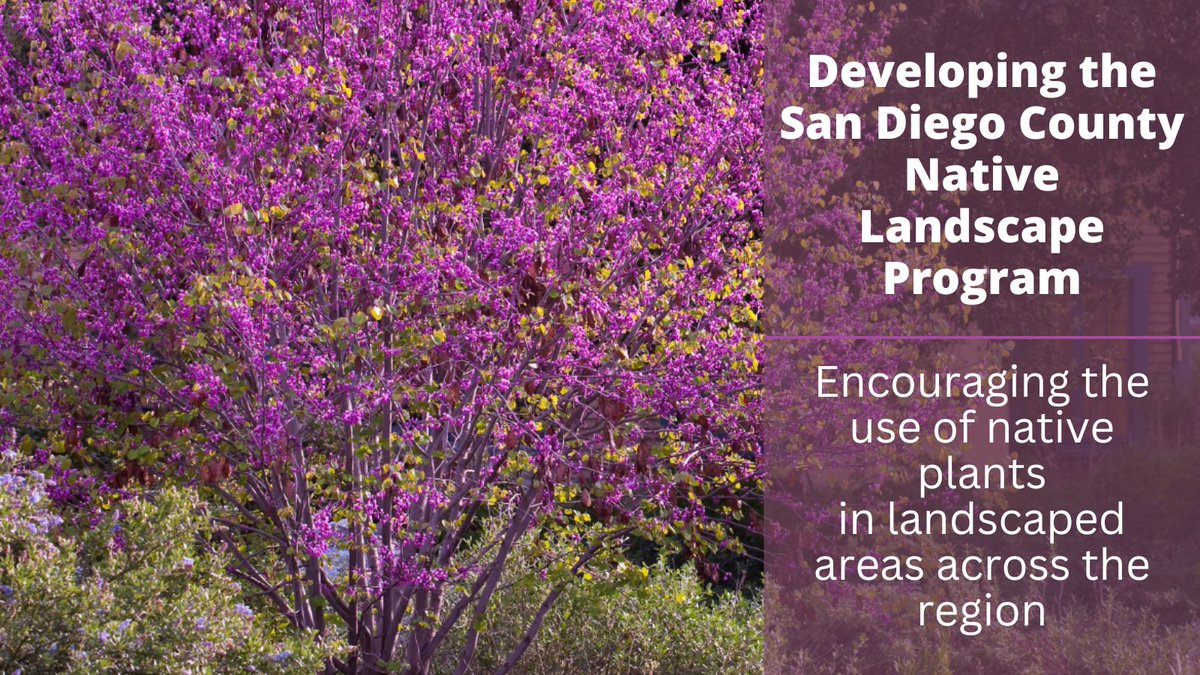 SDCoSustainable's tweet photo. Join us at the @SanDiegoCounty Board of Supervisors Hearing on 12/14. Staff will present actions to develop the San Diego County Native Landscape Program to help encourage the use of native plants in landscaped areas. See the agenda &amp; how to participate: https://t.co/Z801Zd8i9m https://t.co/SLuCBidDON