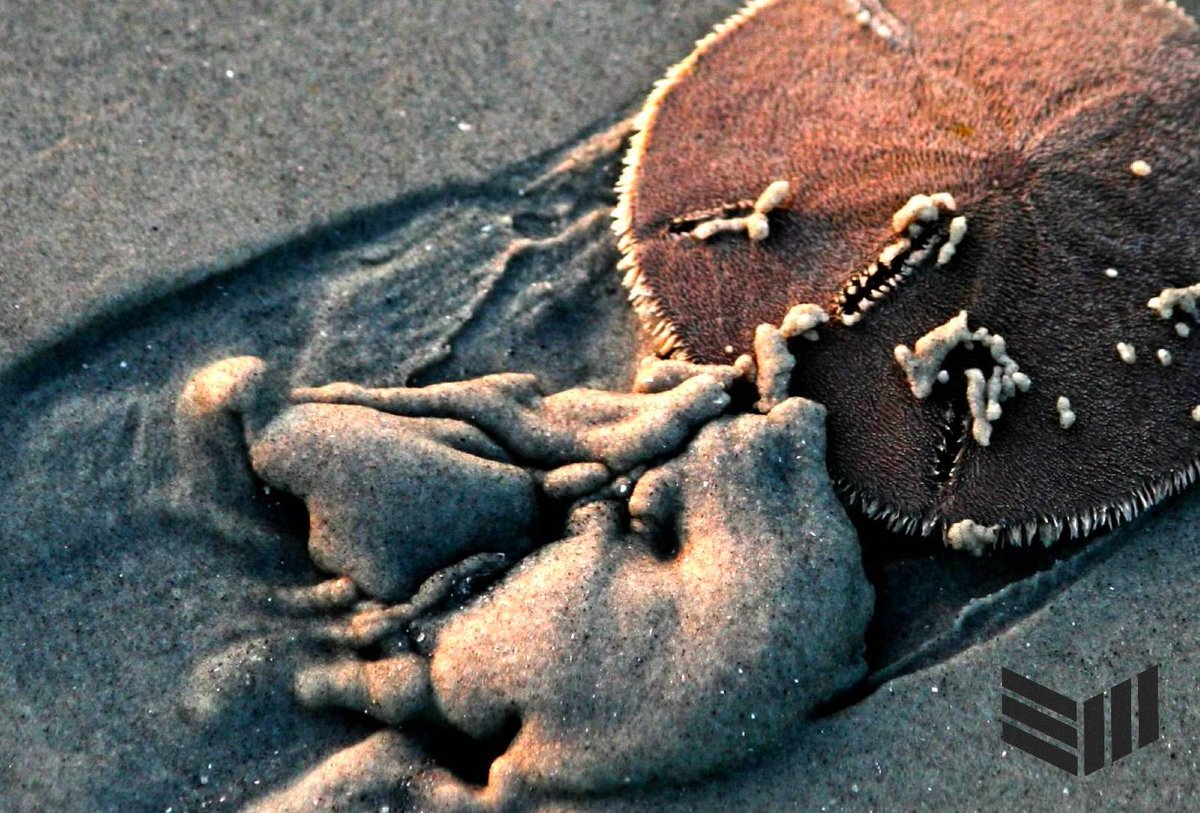 thebtcmag's tweet photo. Castles Made Of Sand Dollars: SBF, FTX, and other three letter agents from @markgoodw_in 

How stablecoins and the unstable con, Sam Bankman-Fried, built a corrupt castle of sand and how it all washed out.

https://t.co/2wIzWakckG https://t.co/LsxauAxr6w