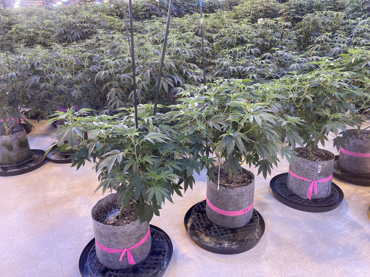 RootPouch's tweet image. A special thank you to James and Mojave from @phatpanda for stopping by!

Want to upgrade your containers? Give us a call at 503-439-0306 to get your trial started today! 

#cultivation #cannabis #greenhouse