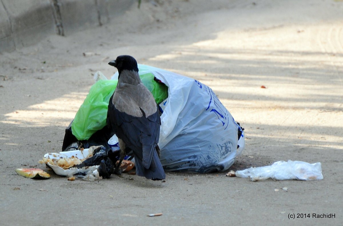 rachidH's tweet photo. #Crow #HoodedCrow #Corvus #Ccornix #CorneilleMantelée #Maadi #Cairo #Egypt
Rachid H shared a photo with you from the Flickr app! Check it out:
https://t.co/6ABiAvdDxs https://t.co/7b0RO2Htmf