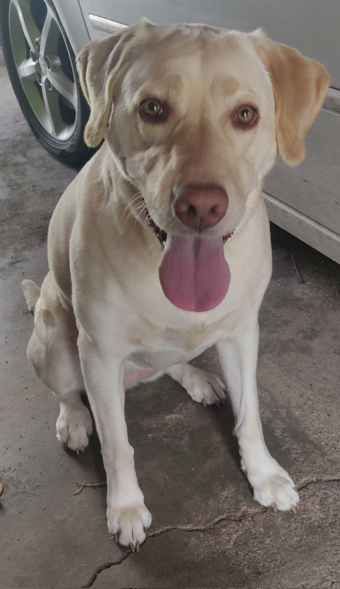 MsSota's tweet photo. @Dog_Birthdays Jessie wishing you Happy Birthday, Bruno! 🐶🎂 https://t.co/RuOXTu8QqI