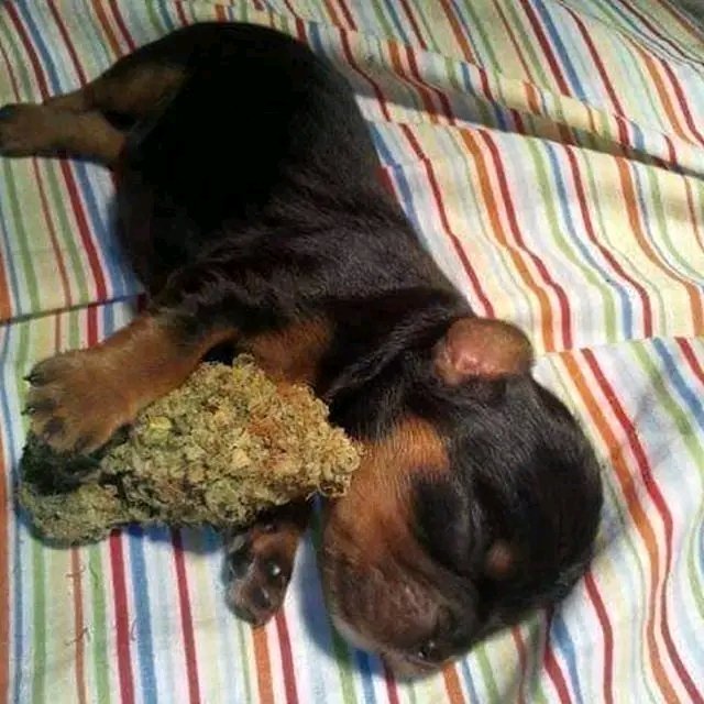 My two favorite things, weed and dog 💚💚🐕 #Mmemberville